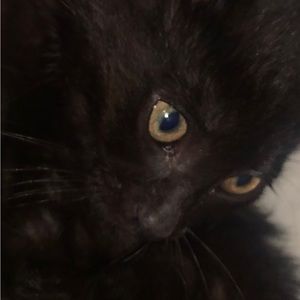 Meet your Posher, Ella